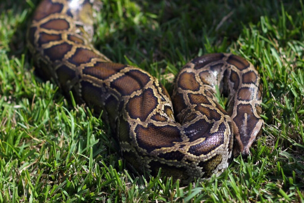 Le défi Python de Floride : un concours controversé pour éradiquer les pythons en Floride