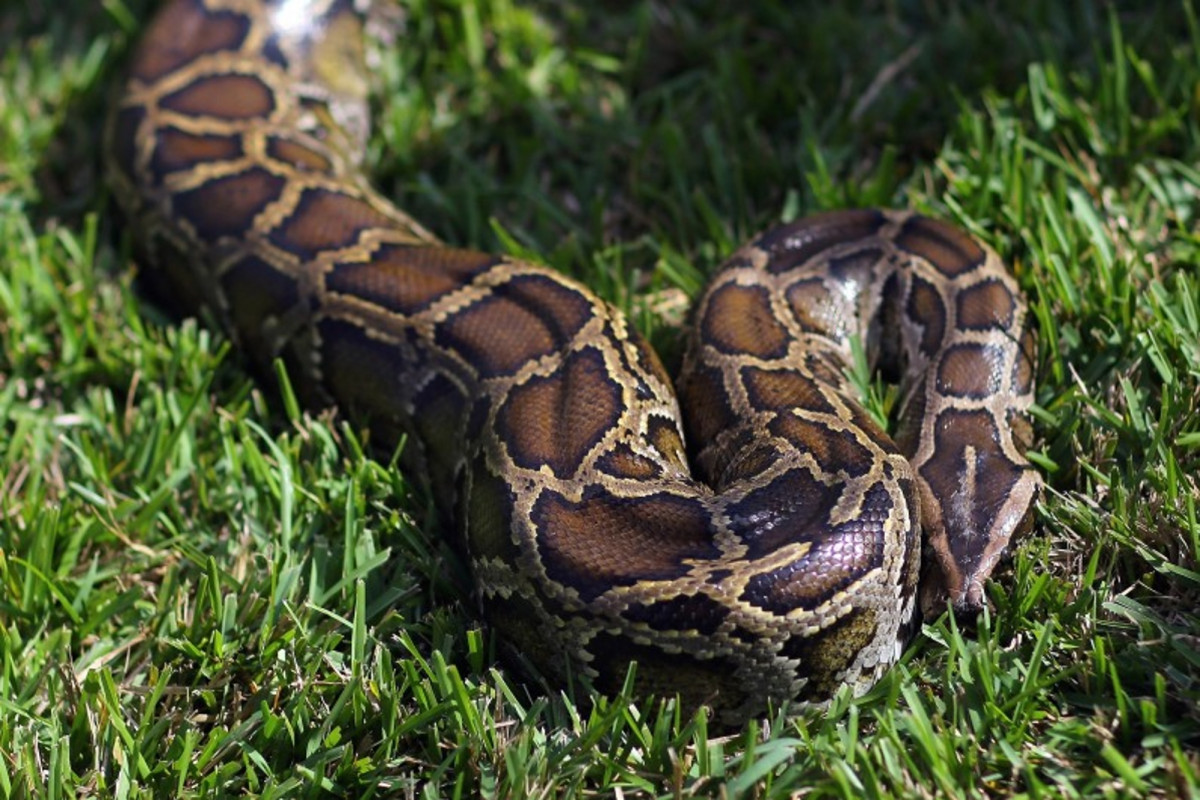 Le défi Python de Floride : un concours controversé pour éradiquer les pythons en Floride
