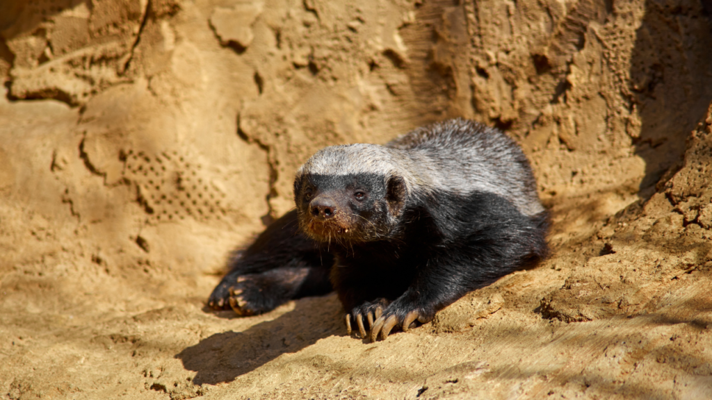 Le ratel, ce prédateur redoutable qui s’attaque aux géants du règne animal