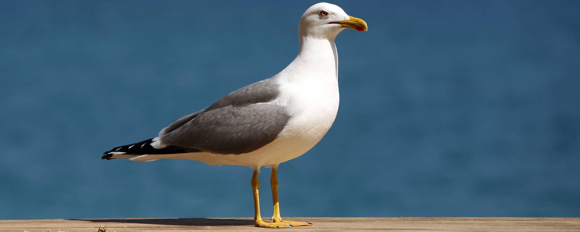 Quel est le nom du bébé de la mouette ?