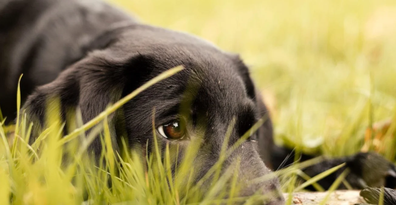 Border Collie croisé Labrador ou Borador : tout savoir sur cette espèce
