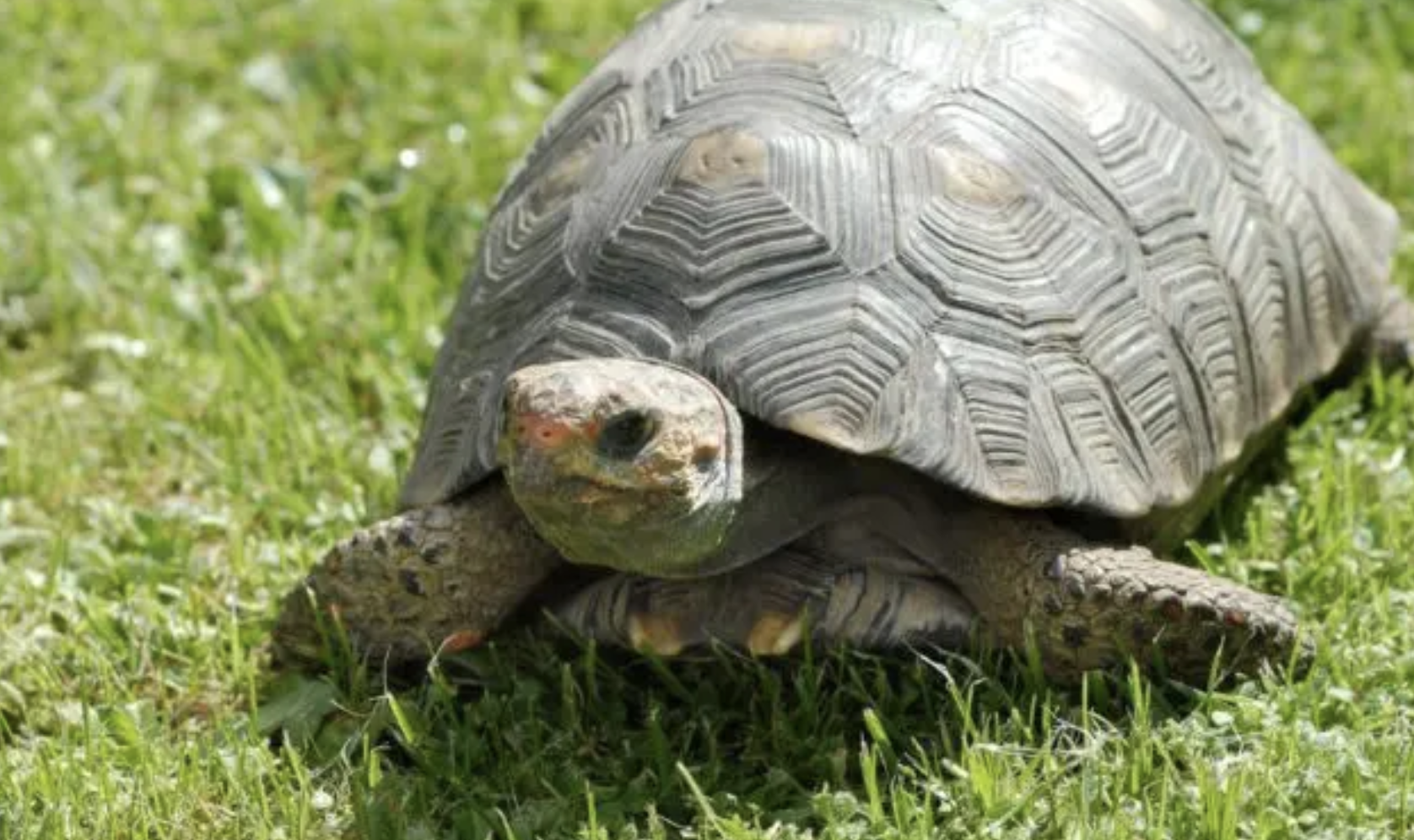 Les secrets des noms de tortue : une plongée dans leur univers